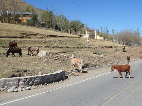 Free range miniature horses roam the road.